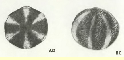Мята длиннолистная (Mentha longifolia (L.) Huds.)-пыльцевые зерна Мята длиннолистная (Mentha longifolia (L.) Huds.)-пыльцевые зерна